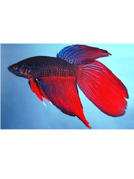 Betta Splendens Macho (Sortido)