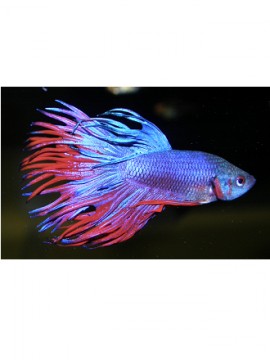 Betta Splendens Crown tail (Sortido)