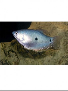 Gourami azul femea