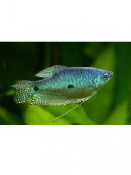 Gourami azul macho