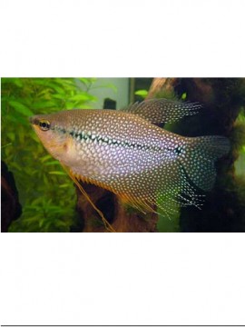 Gourami pérola macho