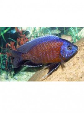 Copadichromis Red Kadango 
