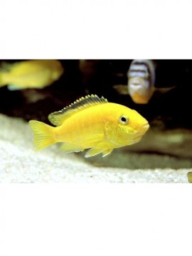 Labidochromis caeruleus femea