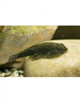 Plecostomos Borboleta (Sewellia lineolata)