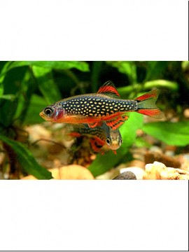 Rasbora Galaxy