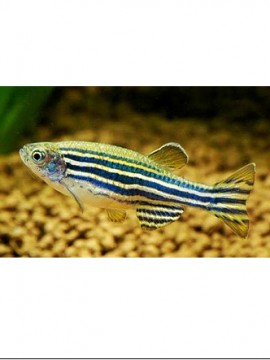 Danio Zebra