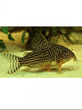 Corydora Sterbai