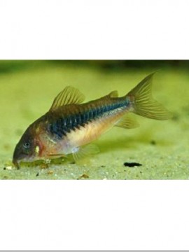 Corydora Aeneus