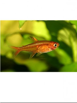 Tetra Amandae