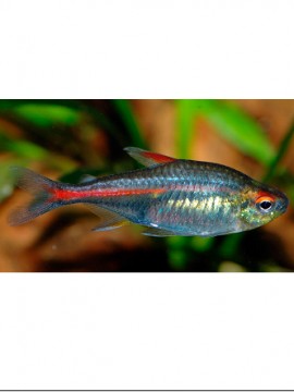 Tetra Neon Rosa