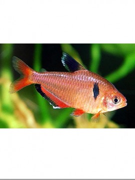 Tetra Serpae