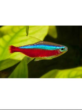 Tetra Cardinal