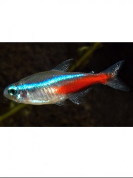 Tetra Neon