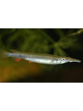 Peixe Agulha