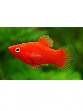 Platy vermelho