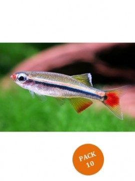 Tanichthys Albonubes - PACK 10 PEIXES