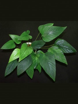 Anubias gracilis