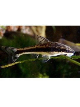 Otocinclus affinis