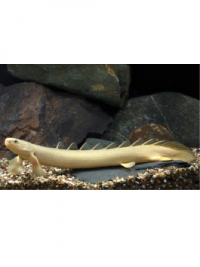 Polypterus senegalus albino