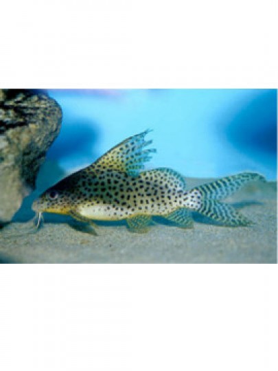 Synodontis eupterus