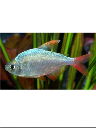 Tetra Columbiano