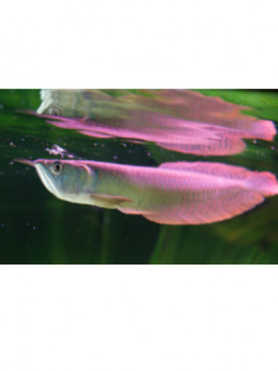 Arowana