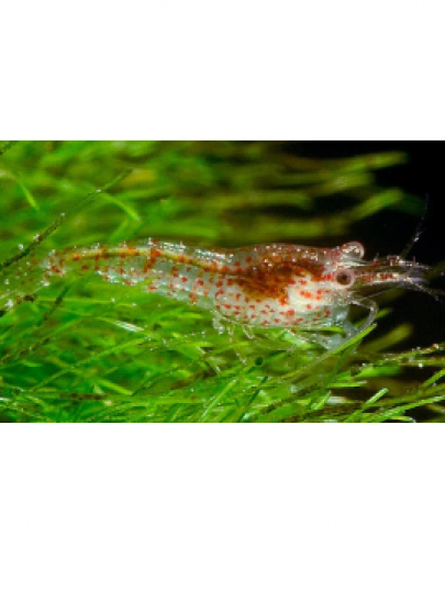 Neocaridina sp. Selvagem