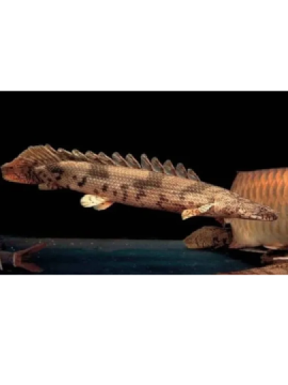 Polypteros Endlicheri