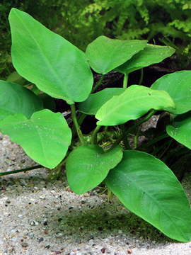 Anubias barteri