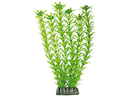 Planta 28 cm Elodea