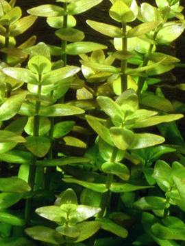 Bacopa amplexicaulis /caroliniana