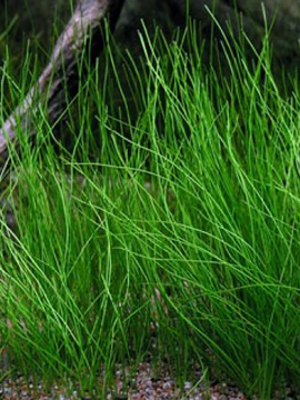Eleocharis acicularis