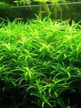 Heteranthera zosterifolia