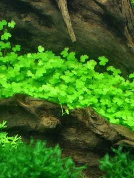 Hydrocotyle tripartita 'Japan'