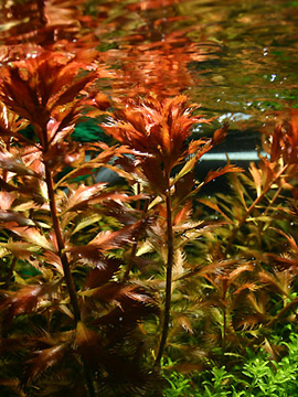 Ludwigia palustris
